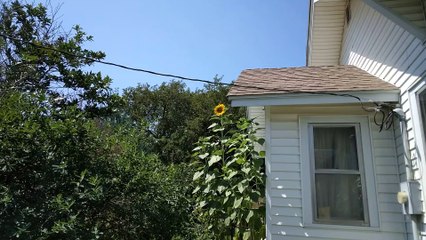 Super tall  yellow sunflower