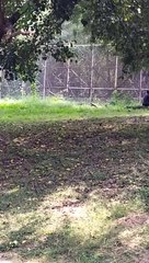 Drunk guy jumps into lion enclosure in India