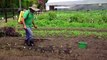 Sader federal se deslinda de investigación por contaminantes en alimentos del Sur de Jalisco