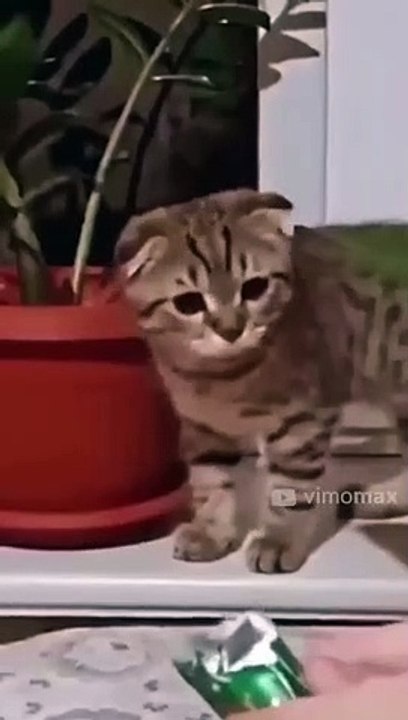 Funny Animal Video _Shorts(720P_HD)