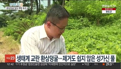 생태계 교란 '환삼덩굴'서 '탈모예방' 효과 확인