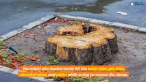 What are Some Common Problems Associated With Tree Stump Removal Process