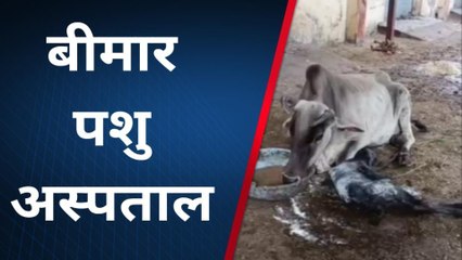 देवास: पशु चिकित्सालय में नहीं मिल रहा गोवंश को उपचार, गौ सेवकों ने सुनाई व्यथा