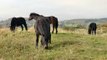 4k-royalty-free-no-copyright-wildlife-animal-video-black-horses-in-a-meadow