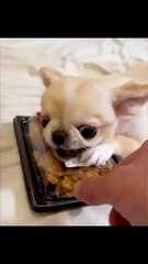 Funny Animal Videos Of The day  #fyp #memes #memedaily #dankmemes