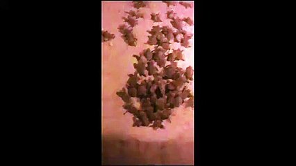 Isola d'Elba, nascono 81 tartarughine dal nido di Lacona / Video