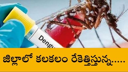 కాకినాడ: జిల్లాలో డెంగ్యూ కలకలం