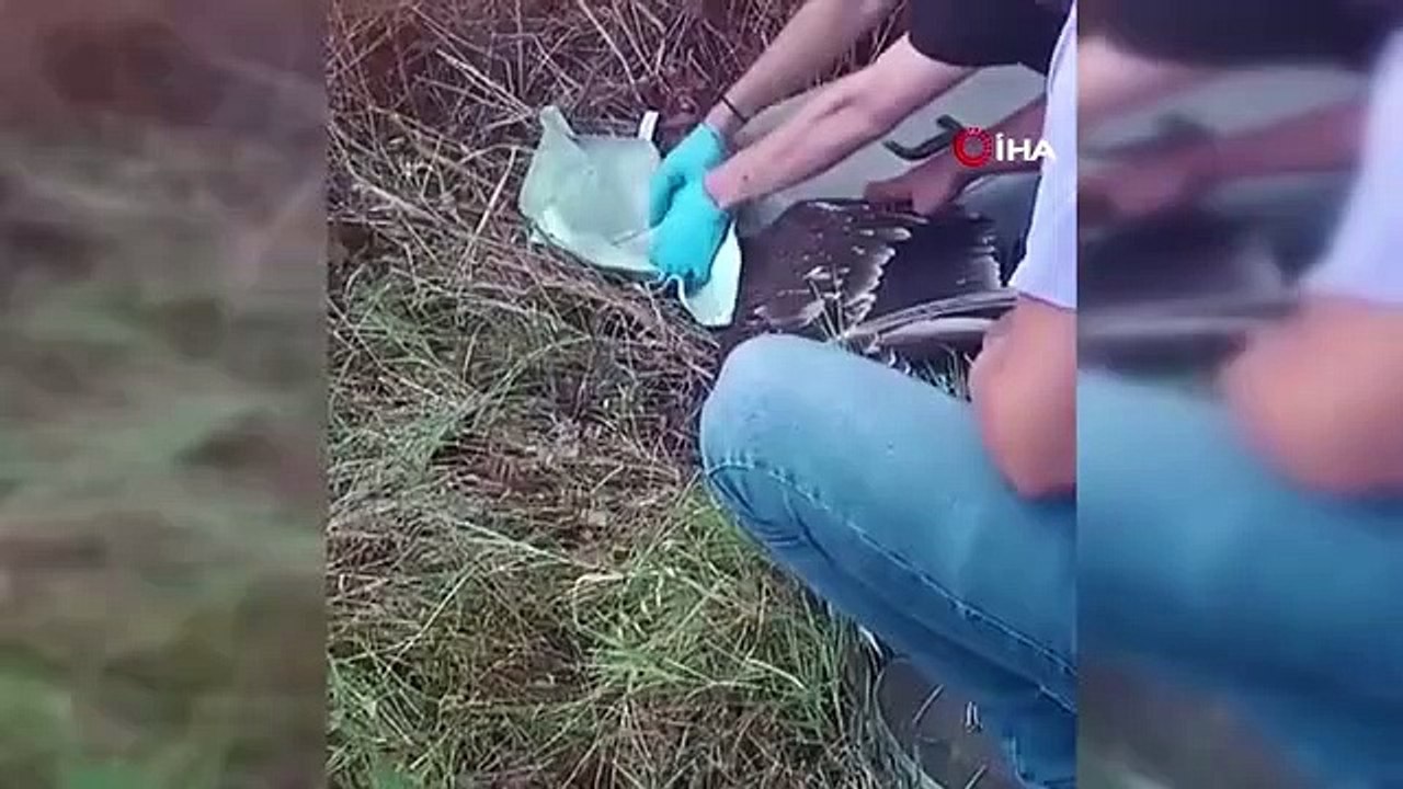 Un « aigle impérial aux longs trotteurs » blessé et placé sous protection