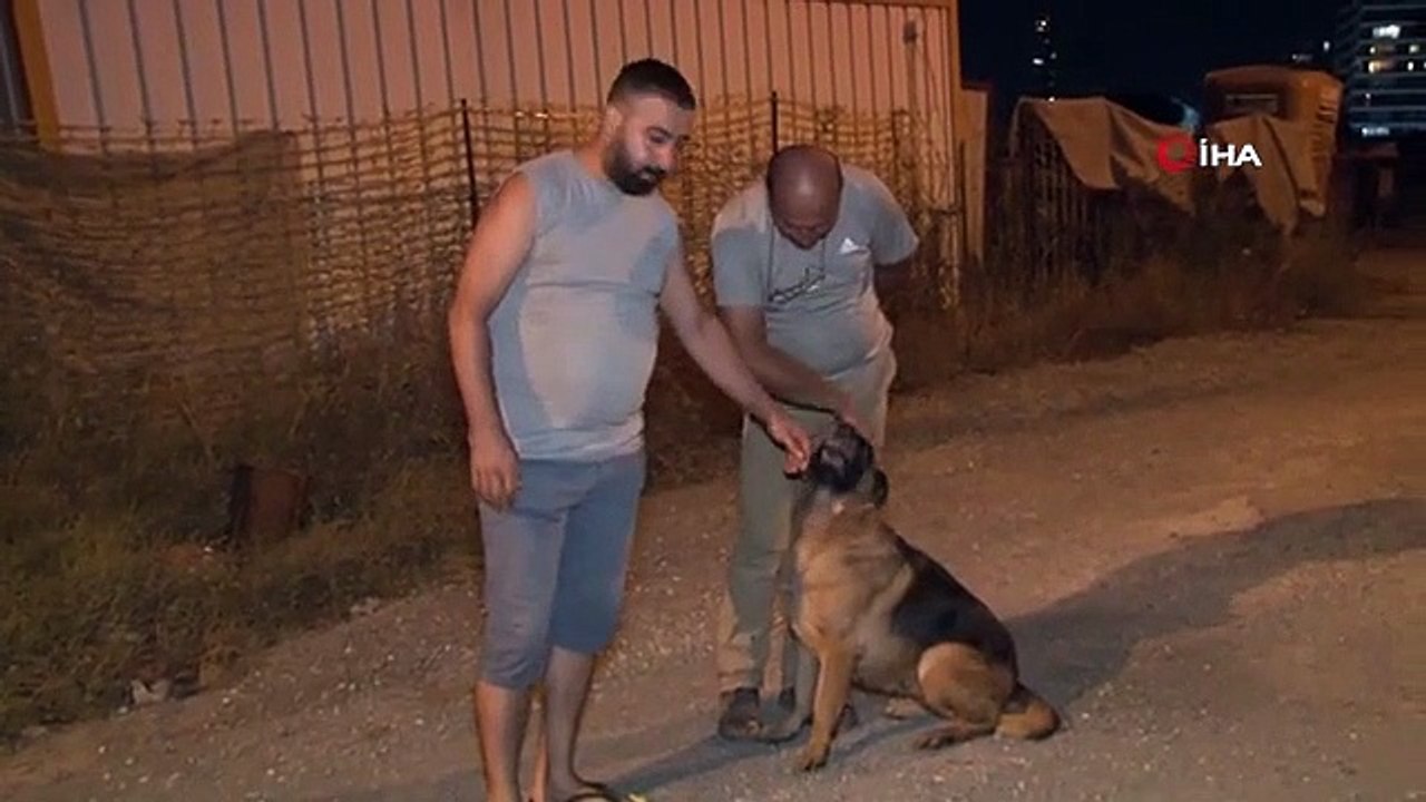 Un conducteur sans scrupules a écrasé un chien comme ça