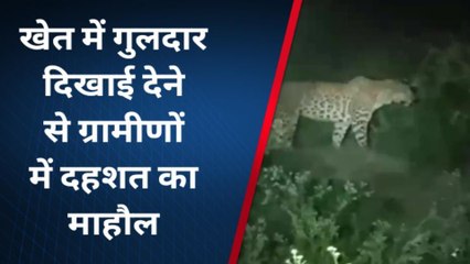 बिजनौर: खेत में फिर दिखाई दिया गुलदार, वीडियो वायरल होते ही ग्रामीणों में दहशत