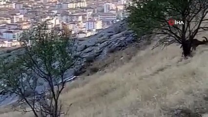 Dağ keçileri sürü halinde böyle görüntülendi