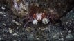 Pom-Pom boxer crab with sea anemones in claws steals the show with its moves