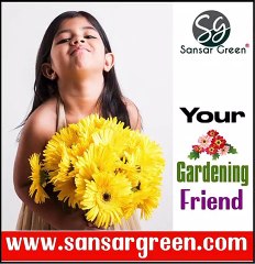 SANSAR GREEN