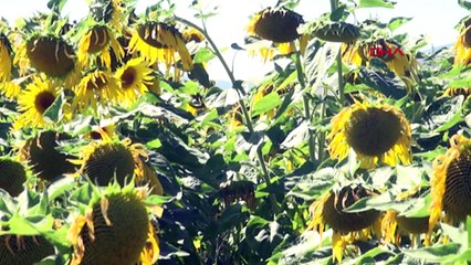 Kelkit Belediyesi Ayçiçek Yağı Fabrikası Kurmayı Planlıyor