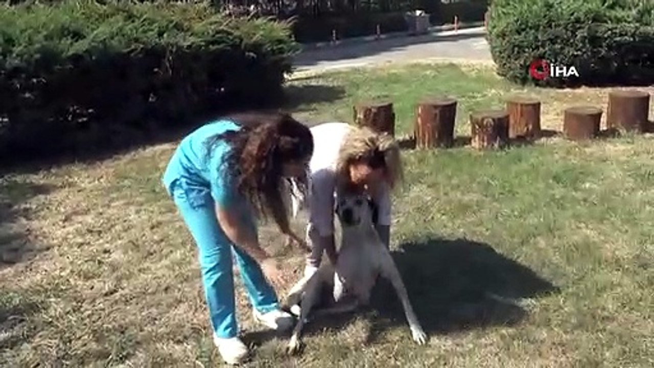 Protez patili 'Benek' yürümeye başladı