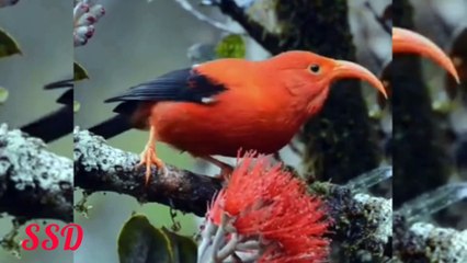 Orange and Orange 🍊