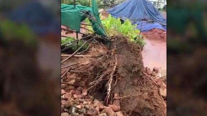 తూర్పుగోదావరి జిల్లా: భారీ వర్షానికి నేల కూలిన చెట్లు