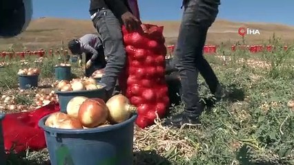 Soğanın başkenti Polatlı'da sökümde sona gelindi