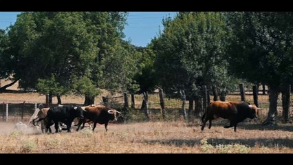 Novillada Montealto - Vid de Oro 2023