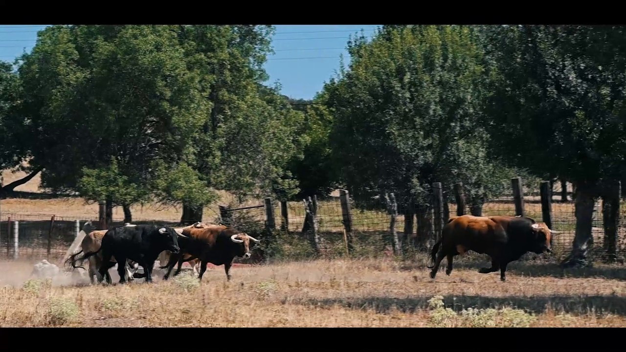 Novillada Montealto - Vid de Oro 2023