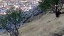 Elazığ’da dağ keçileri sürü halinde görüntülendi