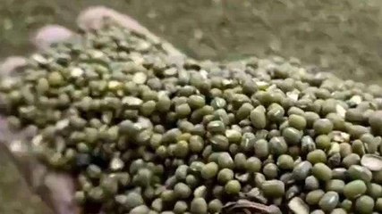 नर्मदापुरम: समर्थन मूल्य पर खरीदी गई करोड़ों रुपए की अमानक स्तर की मूंग, FIR दर्ज