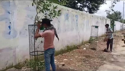 बस स्टैंड की सुंदरता बढ़ाने लगाए आठ फीट ऊंचे पेड़
