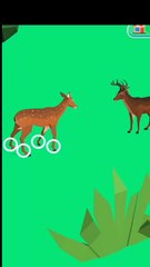 rusa betina dan rusa jantan