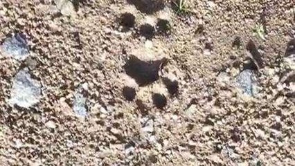 నిర్మల్: జిల్లాలో మళ్లీ చిరుత కలకలం