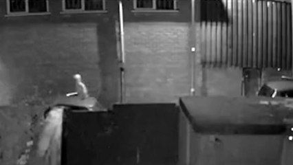 Chihuahua dog scares off suspected would-be car thieves