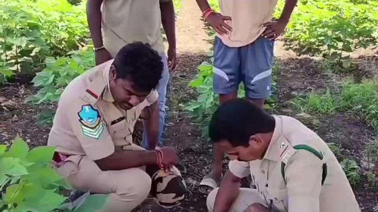 ఆదిలాబాద్: పంట పొలాల్లో ఎలుగు సంచారం