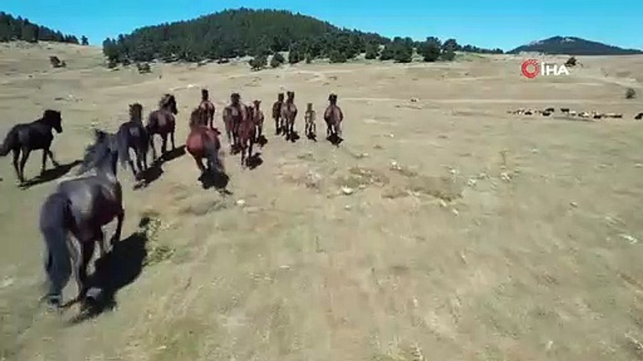 Une fête visuelle des chevaux Yılkı dans le district de Kızılcahamam à Ankara