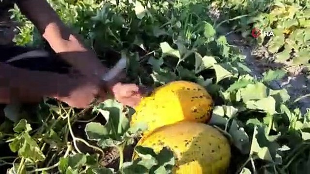 Kırkağaç Kavununda Yılın İlk Hasadı Yapıldı