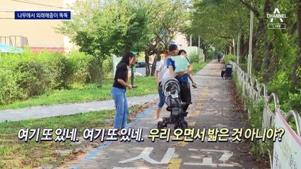 머리 위로 ‘툭툭’…돌발 해충 ‘미국흰불나방’ 유충 급증