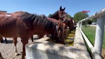 Les chevaux de course arabes élevés à TİGEM attirent l'attention