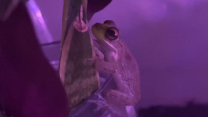 'It's glowing!' - Frog's face lights up after he eats a firefly *Crazy Happening*