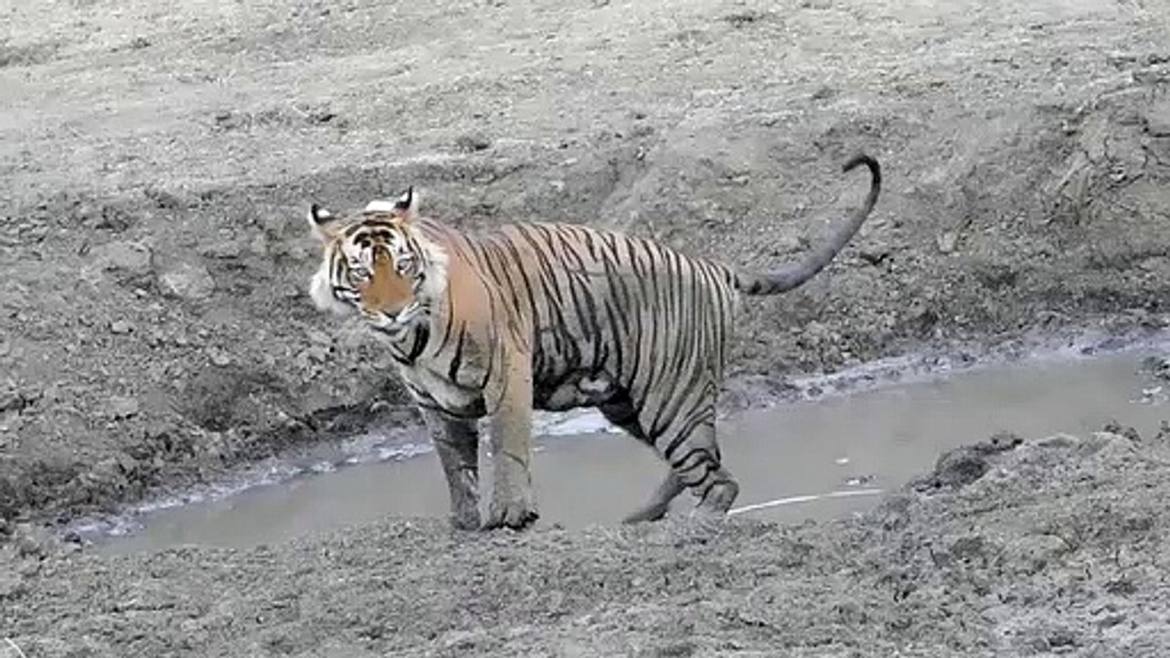 बाघ शावकों को जंगल में छोड़ने पर बनी सहमति, अनु...