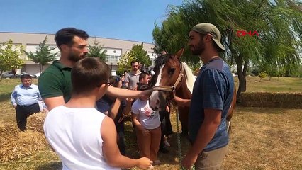 Balıkesir Üniversitesi'nde Down Sendromlu Bireylere Özel Atlı Terapi Etkinliği