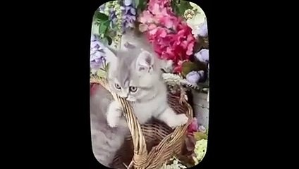 Top The Most Popular Naughty Kittens Videos - Cute and Funny Cat Videos Compilation   Part 4