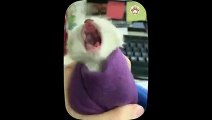 Cute funny animal videos 2023 kucing lucu meong meong   Part 5