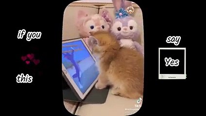 So many cute kittens videos compilation 2023   Part 2