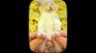 Kucing Lucu - Kumpulan Kucing Lucu  Funny Cat and Dog - Funny Animal #1,  Daredevil Cats
