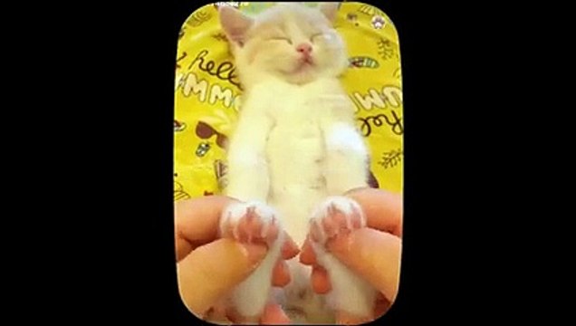 Kucing Lucu - Kumpulan Kucing Lucu Funny Cat and Dog - Funny Animal #1, Daredevil Cats