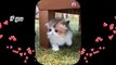 These Little Cats - Kittens Playing So Cute And Funny 2023   Part 7
