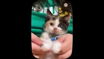 Cute little cat  animals 2023 video catvideos   Part 9