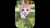 Kucing Lucu - Kumpulan Kucing Lucu - funny Cat - Funny Cat and Dog - Funny Animal   Part 15