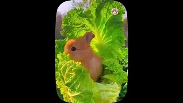Cute baby animals Videos very very nice Compilation Cute moment of the animals Part 16