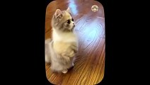 Kucing Lucu - Kumpulan   funny Cat - Funny Cat and Dog - Funny Animal   Part 22