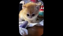 Having a bad day These adorable kittens will make you smile   Part 36
