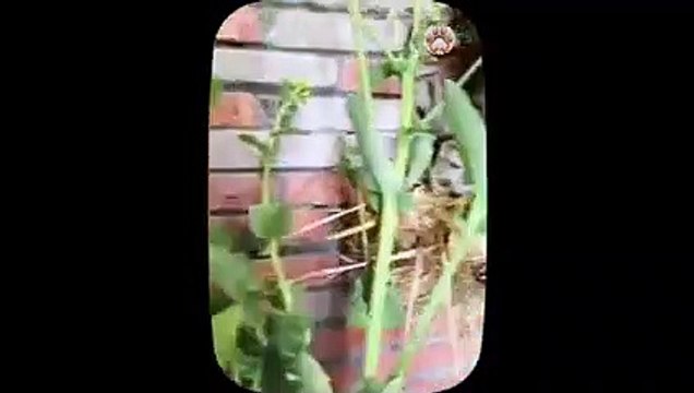 Having a bad day These adorable kittens will make you smile Part 37